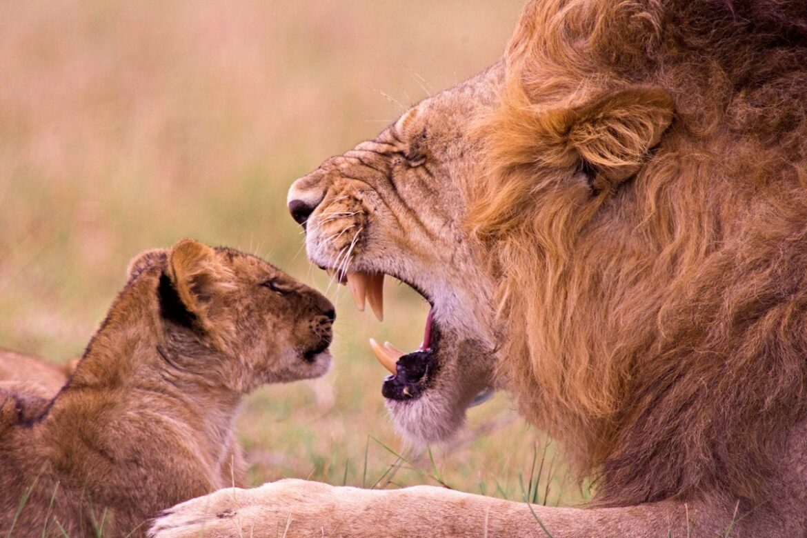 lion_cub_parent_teaching_child_nature_animal_growl_yawn-100777471-large.jpg
